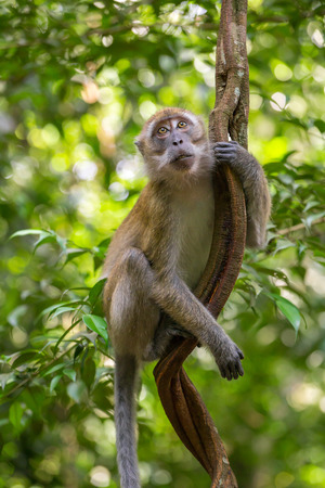 Macaque hanging on a liana in Gunung Leuser National Park, Sumatra, Indonesia