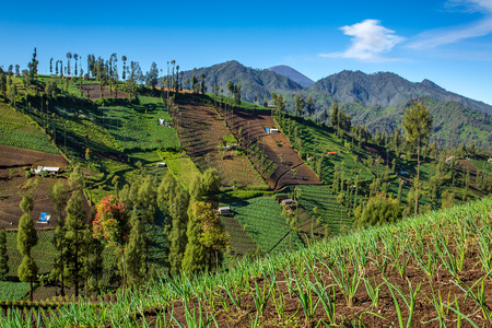 Vegetable crops on the hilly fields. Java, Indonesia