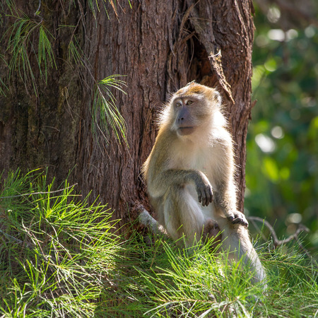 Macaque sitting on a tree in Gunung Leuser National Park, Sumatra, Indonesiaの写真素材