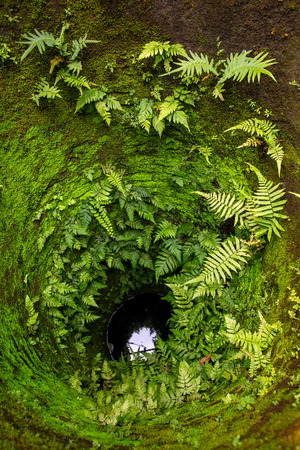 Old stone well walls covered with green plantsの写真素材