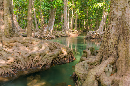 Mangrove trees along the turquoise green water in the streamの写真素材