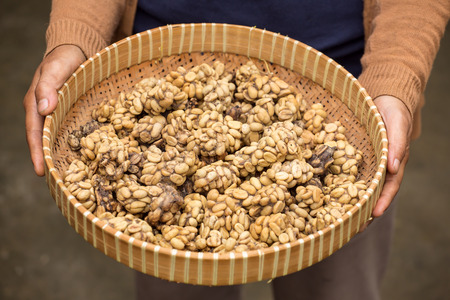 Woman holding a tray of civet cat poo containing digested coffee beans. Once roasted, the coffee - known as Kopi Luwak - fetches very high pricesの写真素材