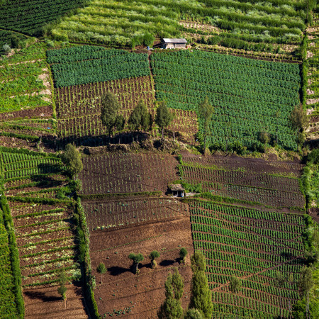 Vegetable crops on the hilly fields. Java, Indonesiaの写真素材