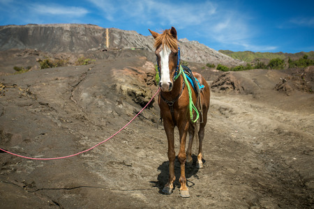 Horse for tourists rent at Mount Bromo volcanoes in Bromo Tengger Semeru National Parkの写真素材