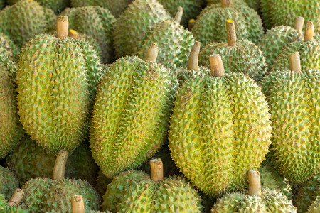 Tasty durian fruits on the marketの写真素材