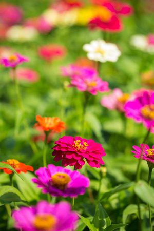 Beautiful flowersの写真素材