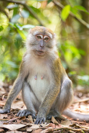 Macaque portrait in Gunung Leuser National Park, Sumatra, Indonesiaの写真素材