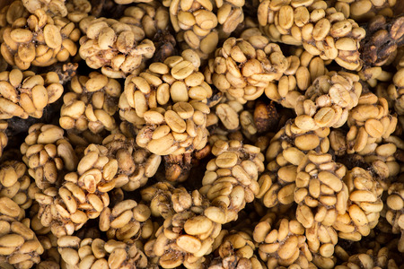 Civet cat poo containing digested coffee beans. Once roasted, the coffee - known as Kopi Luwak - fetches very high pricesの写真素材