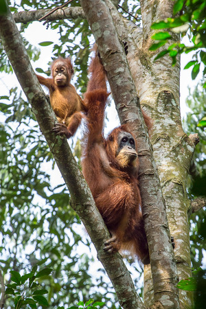 Female orangutan with a baby hanging on a tree in Gunung Leuser National Park, Sumatra, Indonesiaの写真素材