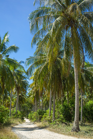 Nice rural road with palm trees in Thailandの写真素材