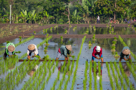 Yogyakarta, Indonesia - April 21, 2015: Farmers planting rice near Yogyakarta, Indonesiaのeditorial素材