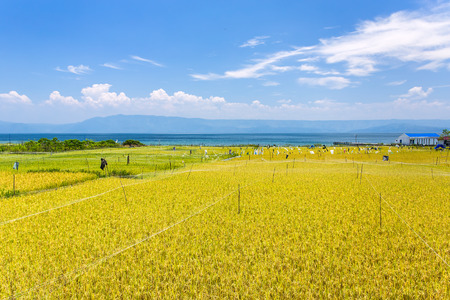 Rice field near lake Toba in North Sumatra, Indonesiaの写真素材