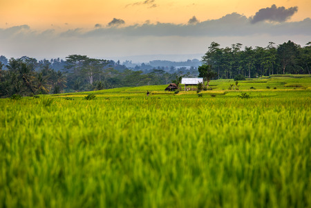 Rice fields and trees on the horizon at sunset, Bali. Indonesiaの写真素材