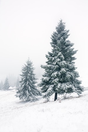 Beautiful winter landscape with snow covered treesの写真素材