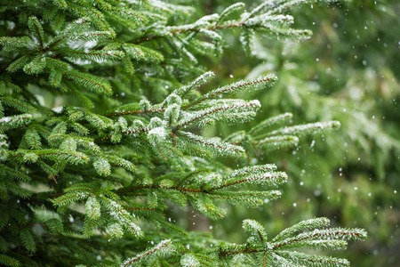 Snow fir tree branches under snowfall. Winter detail