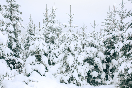 Beautiful winter landscape with snow covered treesの写真素材