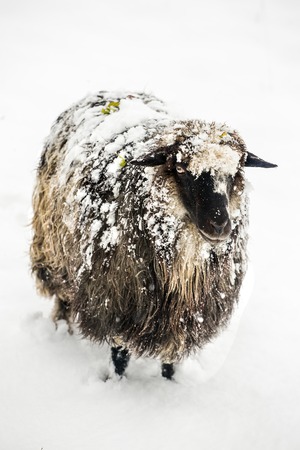 Cute sheep covered with a snow looking into the camera on a snowy dayの写真素材