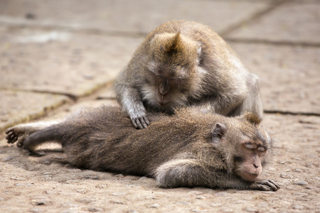 Rhesus monkey grooming spa in monkey forest, Bali, Indonesia