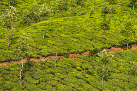 Tea plantations in Munnar, Kerala, India