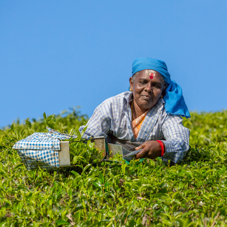 Munnar, India - January 5: Woman picking tea leaves in a tea plantation around Munnar, Kerala, India on January 5, 2016.のeditorial素材