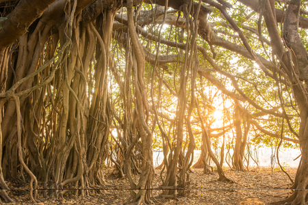 Tree of Life, Amazing Banyan Tree in morning sunlightの写真素材