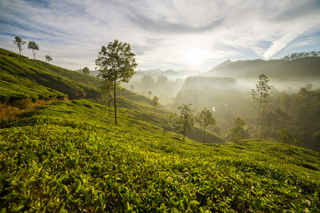 Sunrise over tea plantations in Munnar, Kerala, Indiaの写真素材