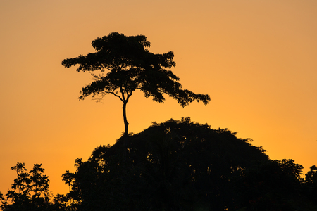 Silhouette of the trees in the tropical jungle or African savanna against sunset skyの写真素材