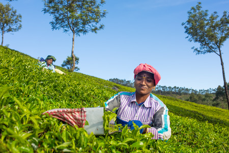 Munnar, India - January 5: Woman picking tea leaves in a tea plantation around Munnar, Kerala, India on January 5, 2016.のeditorial素材