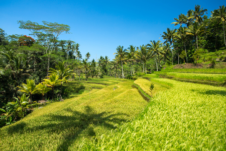 Terrace rice fields on a sunny day, Bali, Indonesia.の写真素材