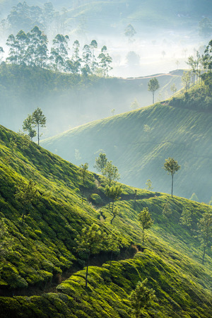 Tea plantations in Munnar, Kerala, Indiaの写真素材