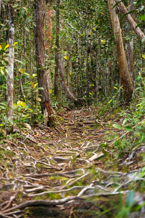 Trail in the rain forest, Bako National Park, Sarawak, Malaysiaの写真素材
