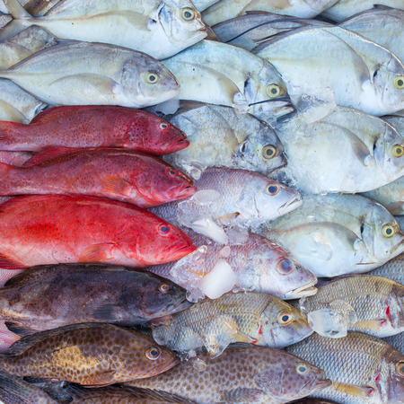Fresh tropical fish on ice in the Kota Kinabalu market, Borneo, Malaysiaの写真素材