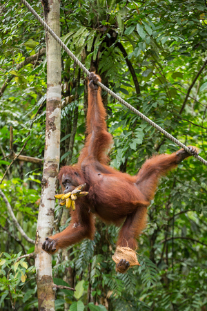 Funny female orangutan hanging on a rope with a banch of bananas and coconut in Semenggoh Nature Reserve, Sarawak, Borneo, Malaysiaの写真素材