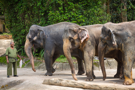 Singapore - June 25, 2016: Elephants and their trainer in the Singapore Zoo.のeditorial素材