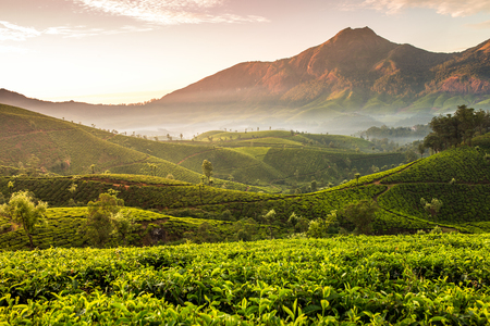 Sunrise over tea plantations in Munnar, Kerala, Indiaの写真素材