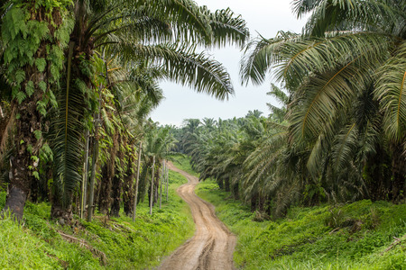 Empty road though palm oil tree plantations in Borneo, Malaysiaの写真素材