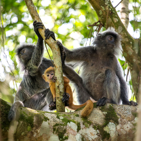 Mother and baby of silvered leaf langur monkey in Bako National Park, Borneo, Malaysiaの写真素材