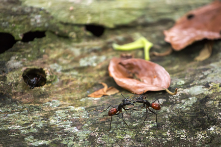 Camponotus gigas or giant forest ant is one of the largest ants in existenceの写真素材