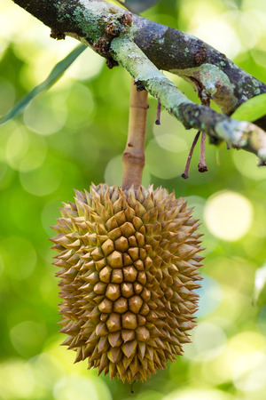 Fresh durians, the king of fruit on the tree in Borneo, Malaysiaの写真素材