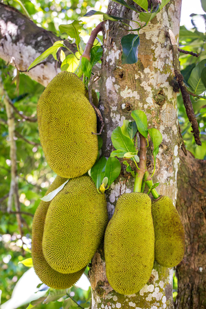 The jack fruit on the tree