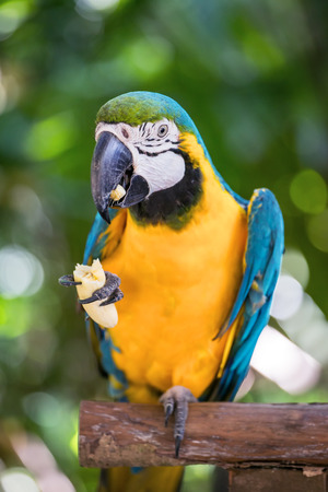 Macaw parrot eating bananaの写真素材