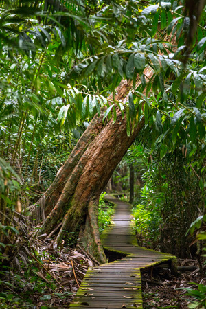 Trail in the rain forest, Bako National Park, Sarawak, Malaysiaの写真素材