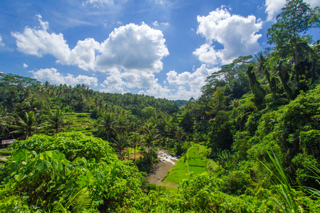 Beautiful rice fields in the jungle and the mountain near Ubud in Bali, Indonesiaの写真素材