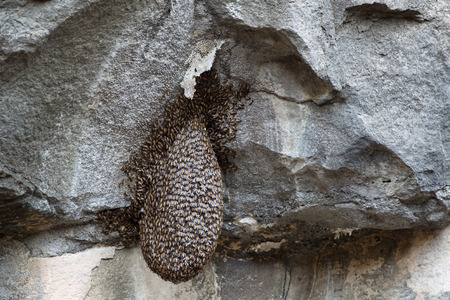 A swarm of bees nesting on the rockの写真素材