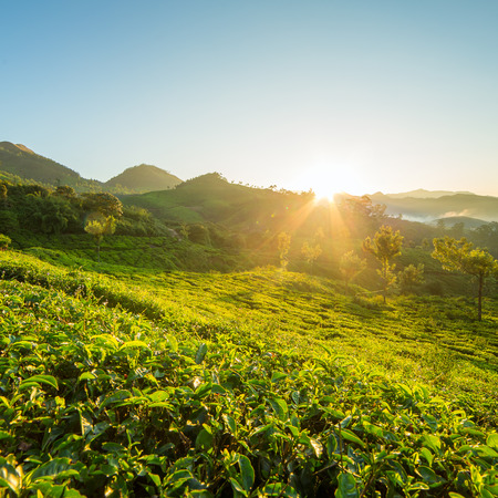 Sunrise over tea plantations in Munnar, Kerala, Indiaの写真素材