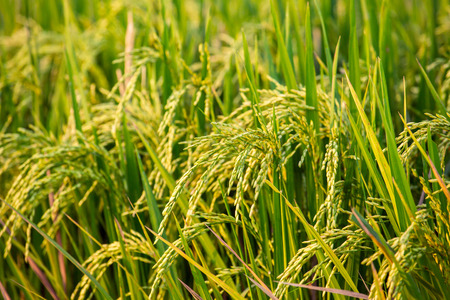 Rice field close up on Bali, Indonesiaの写真素材