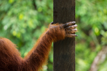 Hand of female orangutan close-up in Semenggoh Nature Reserve, Sarawak, Borneo, Malaysiaの写真素材