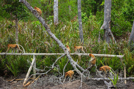 Group of Proboscis Monkeys (Nasalis larvatus) endemic of Borneo in the forestの写真素材