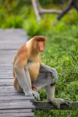 Proboscis Monkey (Nasalis larvatus) endemic of Borneo.  Male portrait with a huge nose.の写真素材