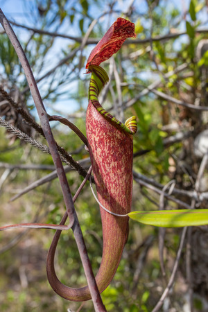 Pitcher plant, nepenthes, monkeys cup - exotic flower of Borneoの写真素材